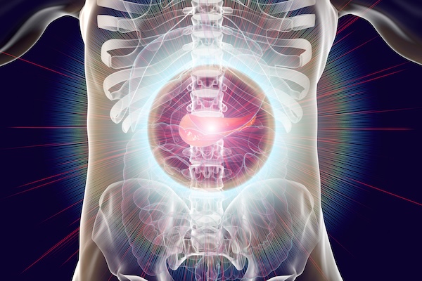 3D medical illustration of the pancreas inside the body.