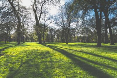 Image of green grass and sunlight streaming through trees