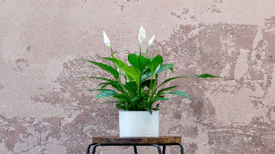 photo of peace lily plant with white blooms in a pot on a table