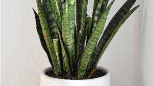 photo of snake plant in a white pot
