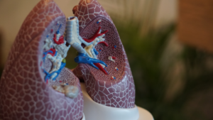 set of model lungs