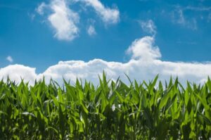Picture shows a blue sky with green corn stalks in the foreground