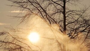 Image shows the sun shining through the outline of a tree and winter air
