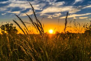 Picture shows wheat in the foreground against a sunset.